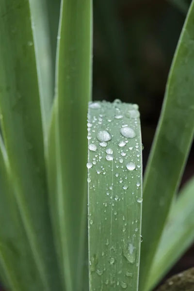 Italy, dewdrops on a leaf of grass in a garden — Stock Photo, Image