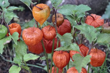 İtalya, Çin fener bitki (Physalis alkekengi) bir bahçe