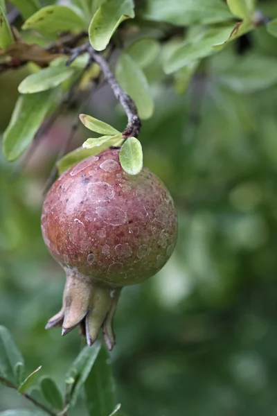Italien, landsbygden, granatäpple i en trädgård — Stockfoto