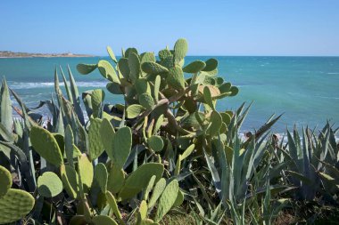 İtalya, Sicilya, Akdeniz, Sampieri (Ragusa Eyaleti), dikenli armutlar ve Sicilya 'nın güneydoğu kayalık kıyı şeridi