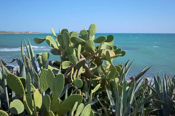 Włochy Sycylia Morze Śródziemne Sampieri Prowincja Ragusa Kłujące Gruszki Sycylijskie — Zdjęcie stockowe