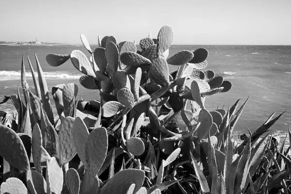 Itália Sicília Mar Mediterrâneo Sampieri Província Ragusa Peras Espinhosas Litoral — Fotografia de Stock