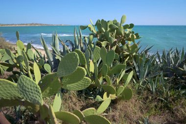 İtalya, Sicilya, Akdeniz, Sampieri (Ragusa Eyaleti), dikenli armutlar ve Sicilya 'nın güneydoğu kayalık kıyı şeridi