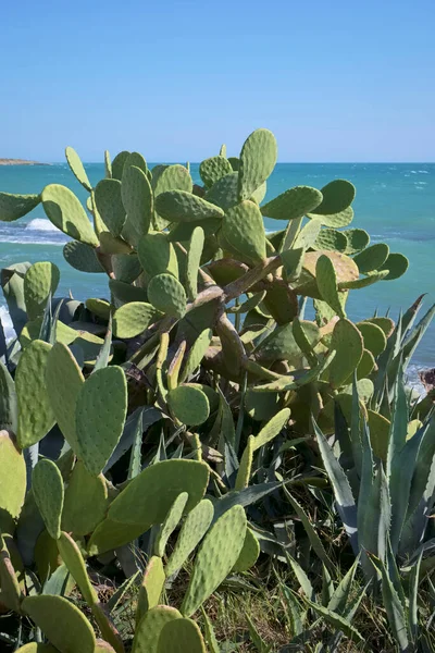 Italy Sicily Mediterranean Sea Sampieri Ragusa Province Prickly Pears Sicilian — Stock Photo, Image