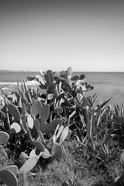 Itália Sicília Mar Mediterrâneo Sampieri Província Ragusa Peras Espinhosas Litoral — Fotografia de Stock