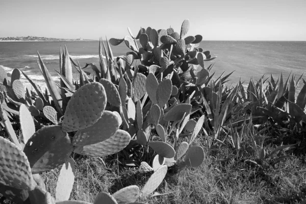 Italie Sicile Méditerranée Sampieri Province Raguse Poires Fourragères Côte Rocheuse — Photo