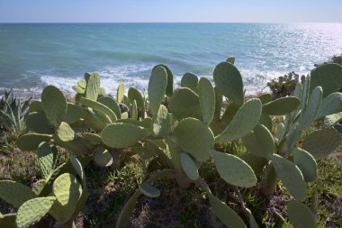 İtalya, Sicilya, Akdeniz, Sampieri (Ragusa Eyaleti), dikenli armutlar ve Sicilya 'nın güneydoğu kayalık kıyı şeridi