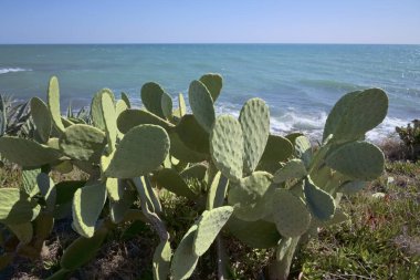 İtalya, Sicilya, Akdeniz, Sampieri (Ragusa Eyaleti), dikenli armutlar ve Sicilya 'nın güneydoğu kayalık kıyı şeridi