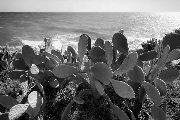 Itálie Sicílie Středozemní Moře Sampieri Provincie Ragusa Pichlavé Hrušky Sicilské — Stock fotografie