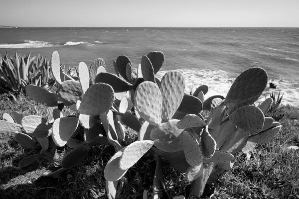 Italie Sicile Méditerranée Sampieri Province Raguse Poires Fourragères Côte Rocheuse — Photo