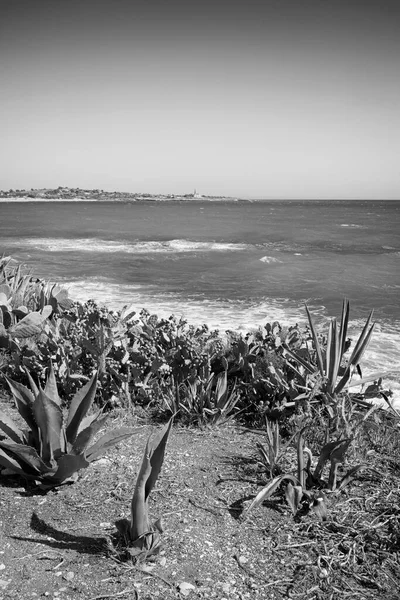 Italia Sicilia Mar Mediterráneo Sampieri Provincia Ragusa Las Peras Espinosas —  Fotos de Stock