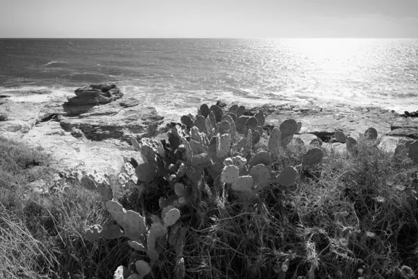 Itália Sicília Mar Mediterrâneo Sampieri Província Ragusa Peras Espinhosas Litoral — Fotografia de Stock