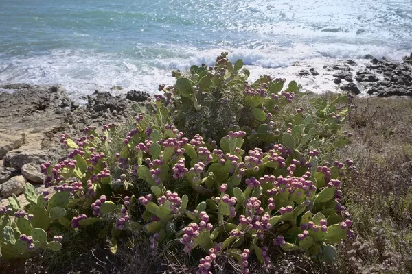 Italia Sicilia Mar Mediterráneo Sampieri Provincia Ragusa Las Peras Espinosas — Foto de Stock