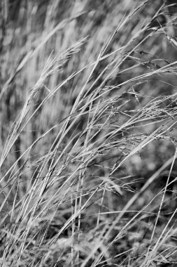 İtalya, Sicilya, kırsal bölgeler, tarlada çimenler.