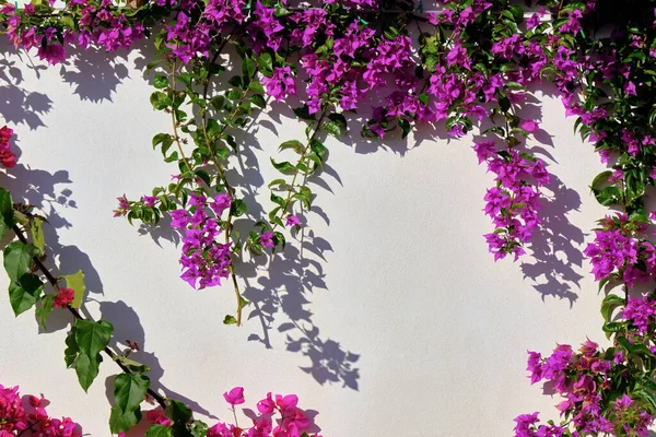 Italia Sicilia Campo Púrpura Bouganvilleas Planta Jardín — Foto de Stock