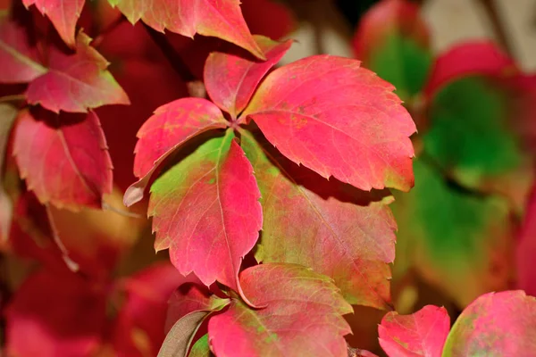 Italien Sizilien Landschaft Trockene Herbstblätter Garten — Stockfoto