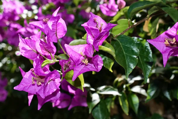 Italy Sicily Countryside Purple Bouganvilleas Plant Garden — Stock Photo, Image