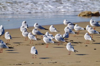 İtalya, Sicilya, Donnalucata (Ragusa Eyaleti), sahilde martılar