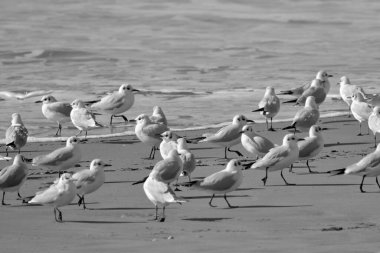 İtalya, Sicilya, Donnalucata (Ragusa Eyaleti), sahilde martılar