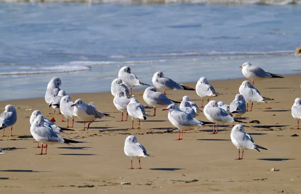 Italien Sizilien Donnalucata Provinz Ragusa Möwen Strand — Stockfoto