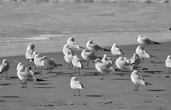 Itália Sicília Donnalucata Província Ragusa Gaivotas Praia — Fotografia de Stock