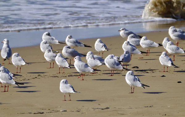 Italie Sicile Donnalucata Province Raguse Mouettes Sur Plage — Photo