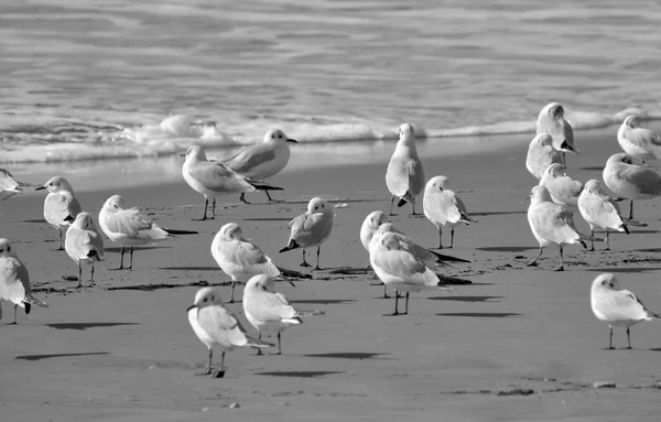 Italie Sicile Donnalucata Province Raguse Mouettes Sur Plage — Photo