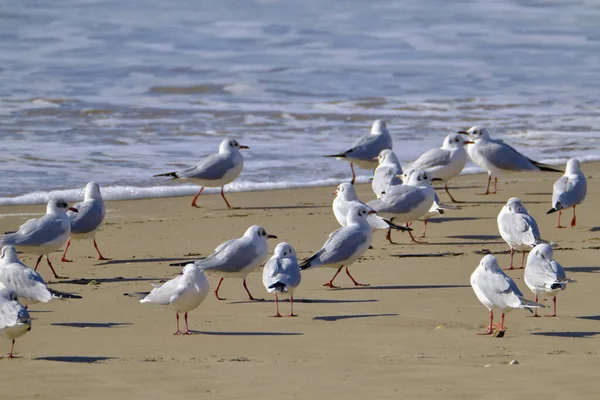 Italia Sicilia Donnalucata Provincia Ragusa Gaviotas Playa — Foto de Stock