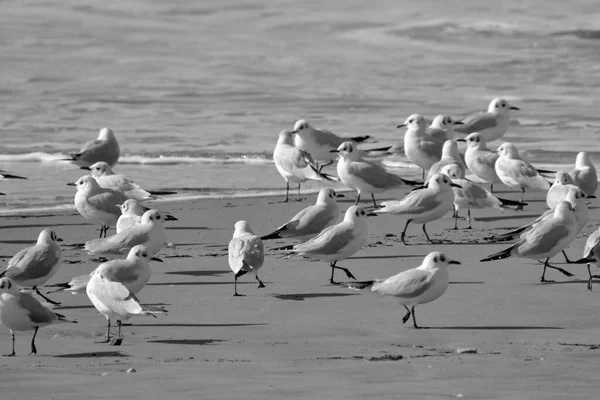 Itália Sicília Donnalucata Província Ragusa Gaivotas Praia — Fotografia de Stock