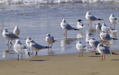 İtalya, Sicilya, Donnalucata (Ragusa Eyaleti), sahilde martılar