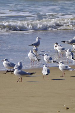 İtalya, Sicilya, Donnalucata (Ragusa Eyaleti), sahilde martılar