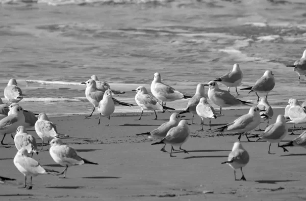 意大利 西西里 顿纳卢卡塔 拉古萨省 海滩上的海鸥 — 图库照片