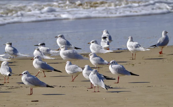 Italien Sicilien Donnalucata Ragusaprovinsen Måsar Stranden — Stockfoto