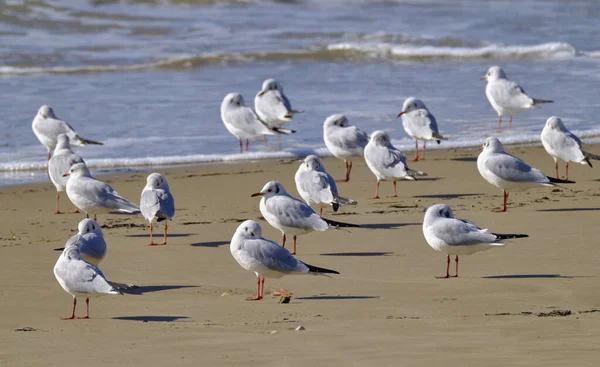 Itália Sicília Donnalucata Província Ragusa Gaivotas Praia — Fotografia de Stock