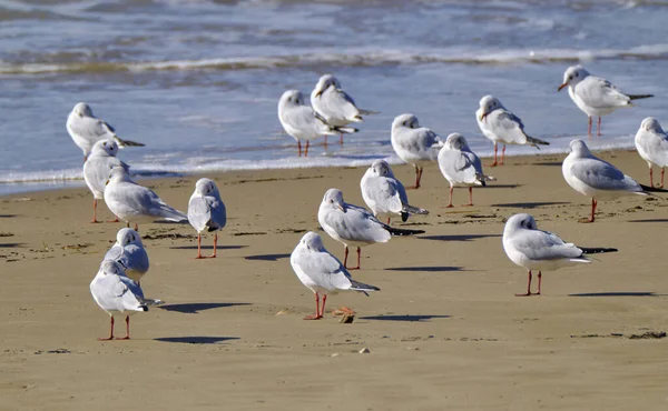 Italie Sicile Donnalucata Province Raguse Mouettes Sur Plage — Photo