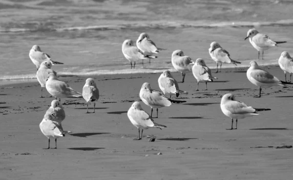 Itália Sicília Donnalucata Província Ragusa Gaivotas Praia — Fotografia de Stock