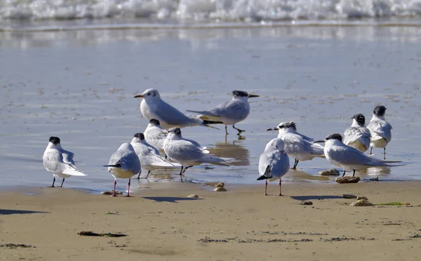 Italien Sizilien Donnalucata Provinz Ragusa Möwen Strand — Stockfoto