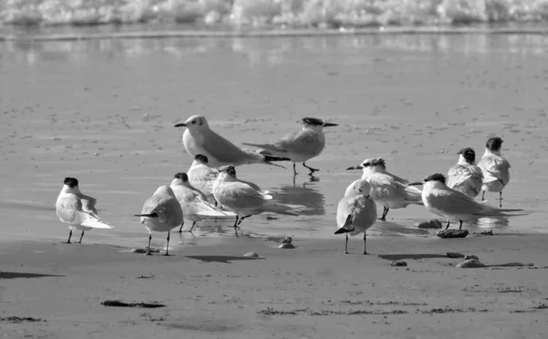 Italie Sicile Donnalucata Province Raguse Mouettes Sur Plage — Photo