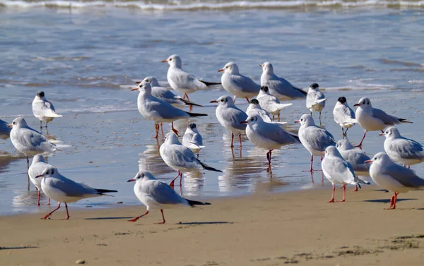 Italien Sizilien Donnalucata Provinz Ragusa Möwen Strand — Stockfoto