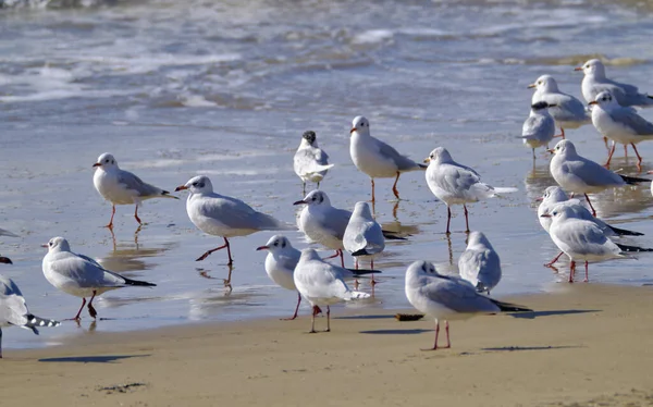 Italie Sicile Donnalucata Province Raguse Mouettes Sur Plage — Photo