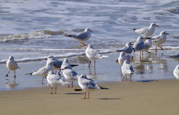 Italie Sicile Donnalucata Province Raguse Mouettes Sur Plage — Photo