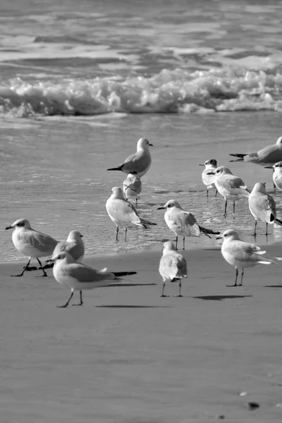 Italie Sicile Donnalucata Province Raguse Mouettes Sur Plage — Photo