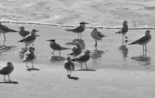 Italia Sicilia Donnalucata Provincia Ragusa Gaviotas Playa — Foto de Stock