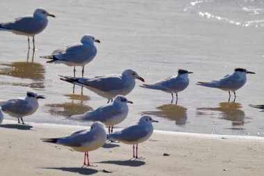 İtalya, Sicilya, Donnalucata (Ragusa Eyaleti), sahilde martılar
