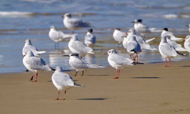 İtalya, Sicilya, Donnalucata (Ragusa Eyaleti), sahilde martılar