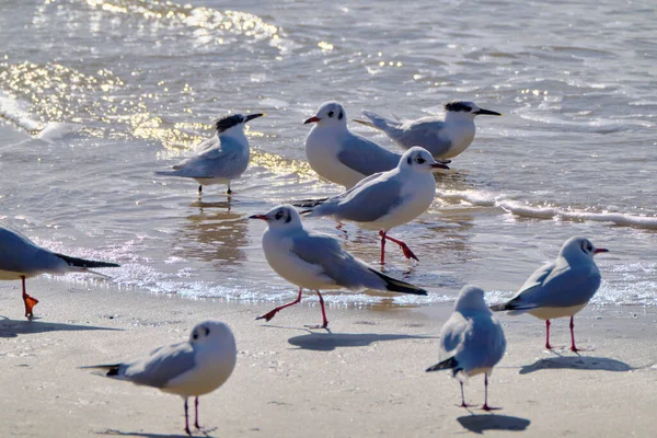 Italien Sizilien Donnalucata Provinz Ragusa Möwen Strand — Stockfoto