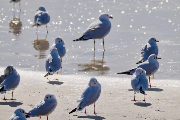 Italy Sicily Donnalucata Ragusa Province Seagulls Beach — Stock Photo, Image