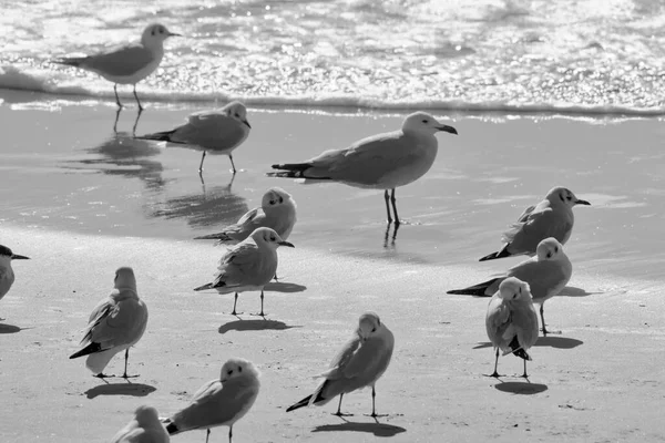 Italie Sicile Donnalucata Province Raguse Mouettes Sur Plage — Photo