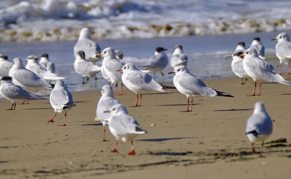 Itália Sicília Donnalucata Província Ragusa Gaivotas Praia — Fotografia de Stock