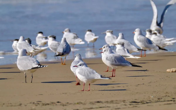 Itália Sicília Donnalucata Província Ragusa Gaivotas Praia — Fotografia de Stock